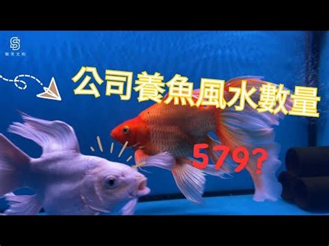 養魚數量吉數|2024年魚缸養魚數量吉凶解析